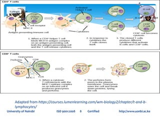 University of Nairobi ISO 9001:2008 8 Certified http://www.uonbi.ac.ke
Adapted from https://courses.lumenlearning.com/wm-biology2/chapter/t-and-b-
lymphocytes/
 