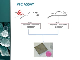 PFC ASSAY

 