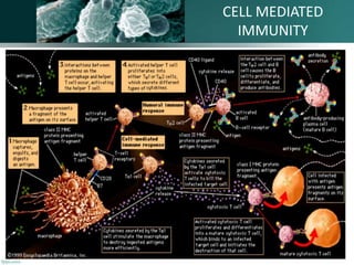 CELL MEDIATED
IMMUNITY

 