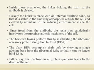 • Inside these organelles, the linker holding the toxin to the
antibody is cleaved.
• Usually the linker is made with an internal disulfide bond, so
that it is stable in the oxidizing atmosphere outside the cell and
cleaved by reduction in the reducing environment inside the
cell.
• Once freed from the antibody, the toxin now catalytically
inactivates the protein synthesis machinery of the cell.
• The bacterial toxins perform this by inactivating the ribosome
accessory protein elongation factor-2 (EF-2).
• The plant RIPs accomplish their task by cleaving a single
adenine base from the ribosomal RNA so that it can no longer
bind EF-2.
• Either way, the inactivation of protein synthesis leads to the
death of the cell.
 