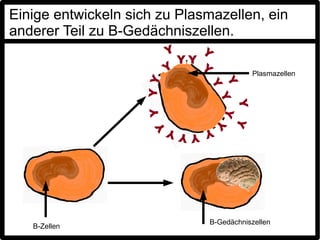 Einige entwickeln sich zu Plasmazellen, ein
anderer Teil zu B-Gedächniszellen.

                                         Plasmazellen




                              B-Gedächniszellen
   B-Zellen
 