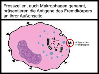 Fresszellen, auch Makrophagen genannt,
präsentieren die Antigene des Fremdkörpers
an ihrer Außenseite.




                                  Antigene des
                                  Fremdkörpers
 