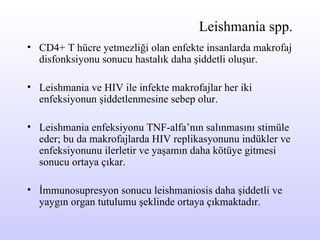 Leishmania spp. CD4+ T hücre yetmezliği olan enfekte insanlarda makrofaj disfonksiyonu sonucu hastalık daha şiddetli oluşur. Leishmania ve HIV ile infekte makrofajlar her iki enfeksiyonun şiddetlenmesine sebep olur.   Leishmania enfeksiyonu TNF-alfa ’ nın salınmasını stimüle eder; bu   da makrofajlarda HIV replikasyonunu indükler  ve  enfeksiyonunu ilerletir ve yaşamın daha kötüye gitmesi sonucu ortaya çıkar. İmmunosupresyon sonucu leishmaniosis daha şiddetli ve yaygın organ tutulumu şeklinde ortaya çıkmaktadır. 