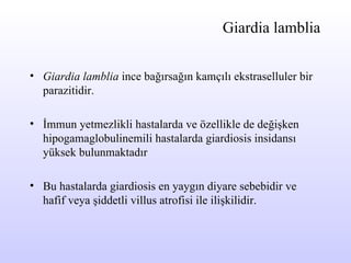 Giardia lamblia Giardia lamblia  ince bağırsağın kamçılı ekstrasellul e r  bir  parazitidir . İ mmun yetmezlikli hastalarda ve özellikle   de değişken hipogamaglobulinemili hastalarda giardiosis insidansı yüksek bulunmaktadır   Bu hastalarda giardiosis en yaygın diyare sebebidir ve hafif veya şiddetli villus atrofisi ile ilişkilidir.  