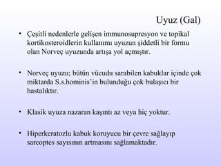 Uyuz (Gal) Çeşitli nedenlerle gelişen immunosupresyon ve topikal kortikosteroidlerin kullanımı uyuzun şiddetli bir formu olan Norveç uyuzunda artışa yol açmıştır. Norveç uyuzu; bütün vücudu sarabilen kabuklar içinde çok miktarda S.s.hominis’in bulunduğu çok bulaşıcı bir hastalıktır. Klasik uyuza nazaran kaşıntı az veya hiç yoktur. Hiperkeratozlu kabuk koruyucu bir çevre sağlayıp sarcoptes sayısının artmasını sağlamaktadır. 