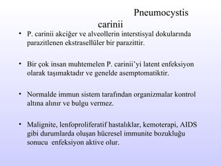 P neumocystis carinii P. carinii akciğer ve alveollerin interstisyal dokularında parazitlenen ekstrasellüler bir parazittir . Bir çok insan muhtemelen P. carin i i’yi latent enfeksiyon olarak taşımaktadır  ve genelde asemptomatiktir.  N ormalde immun sistem  tarafından  organizmalar kontrol altına alı n ır  ve bulgu vermez.  Malignite, lenfoproliferatif hastalıklar, kemoterapi, AIDS gibi durumlarda oluşan hücresel immunite bozukluğu sonucu  enfeksiyon aktive olur. 