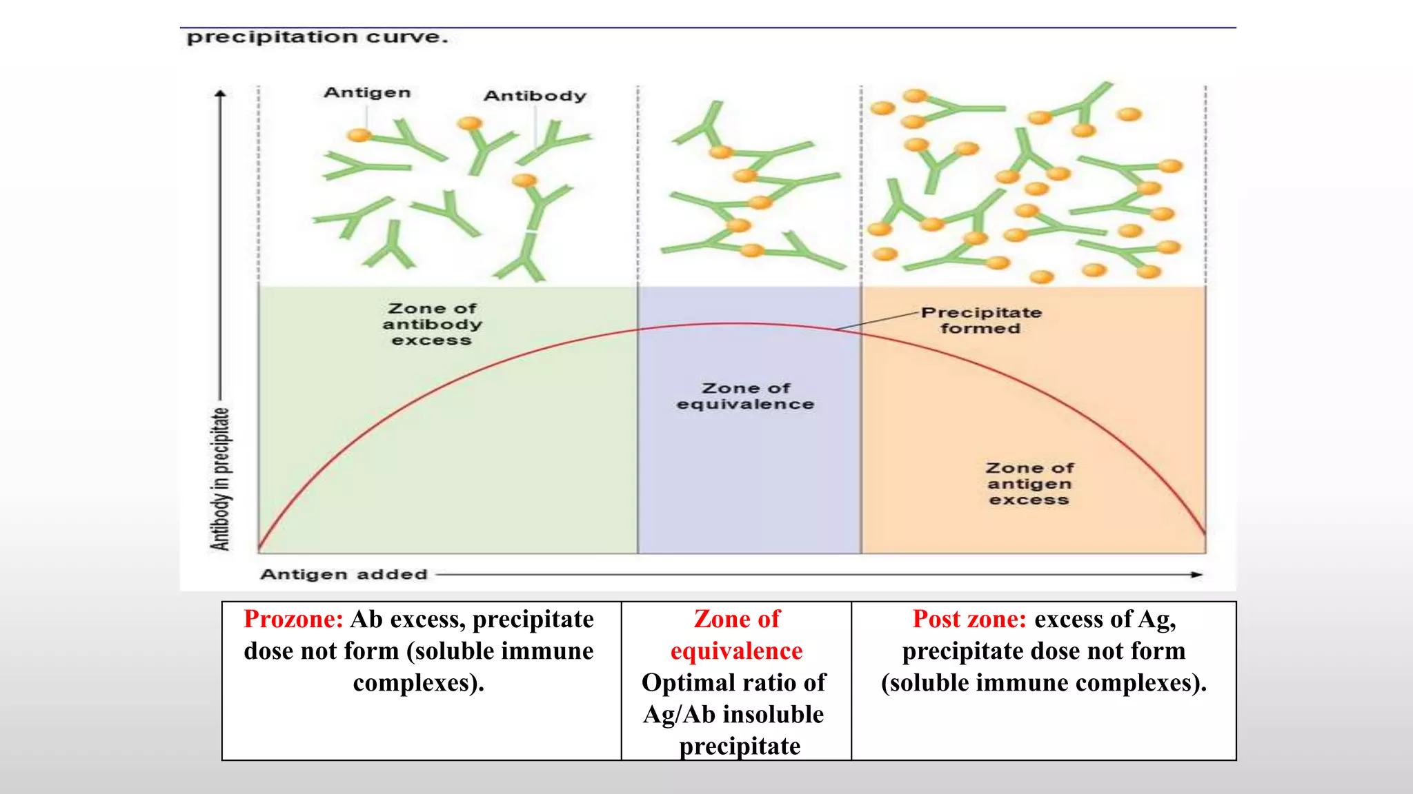 Postzone Antigen and Antibody reactions | PPTX | Chemistry | Science