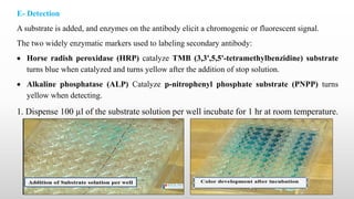 8
E- Detection
A substrate is added, and enzymes on the antibody elicit a chromogenic or fluorescent signal.
The two widely enzymatic markers used to labeling secondary antibody:
 Horse radish peroxidase (HRP) catalyze TMB (3,3',5,5'-tetramethylbenzidine) substrate
turns blue when catalyzed and turns yellow after the addition of stop solution.
 Alkaline phosphatase (ALP) Catalyze p-nitrophenyl phosphate substrate (PNPP) turns
yellow when detecting.
1. Dispense 100 µl of the substrate solution per well incubate for 1 hr at room temperature.
 