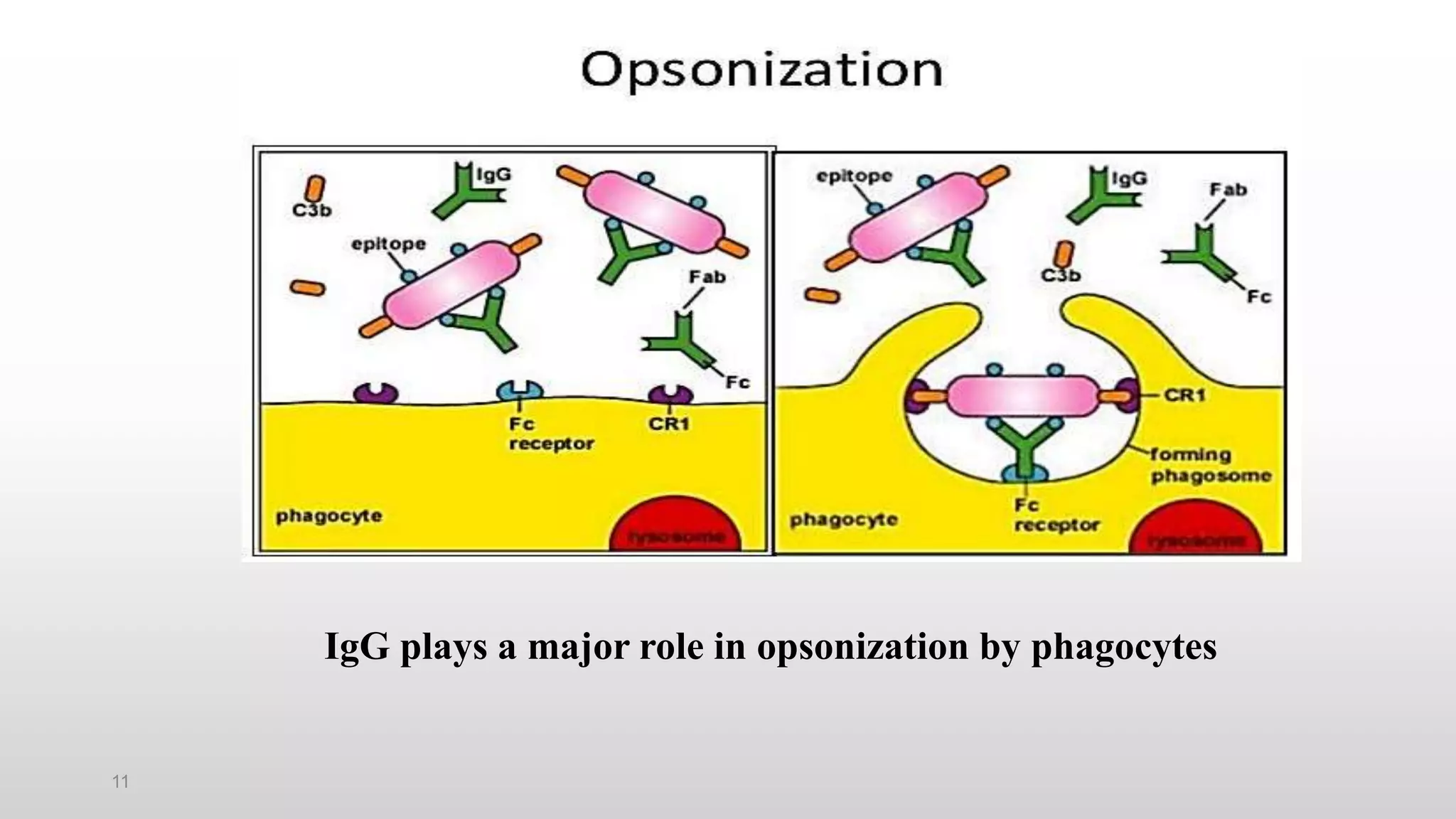 11
IgG plays a major role in opsonization by phagocytes
 