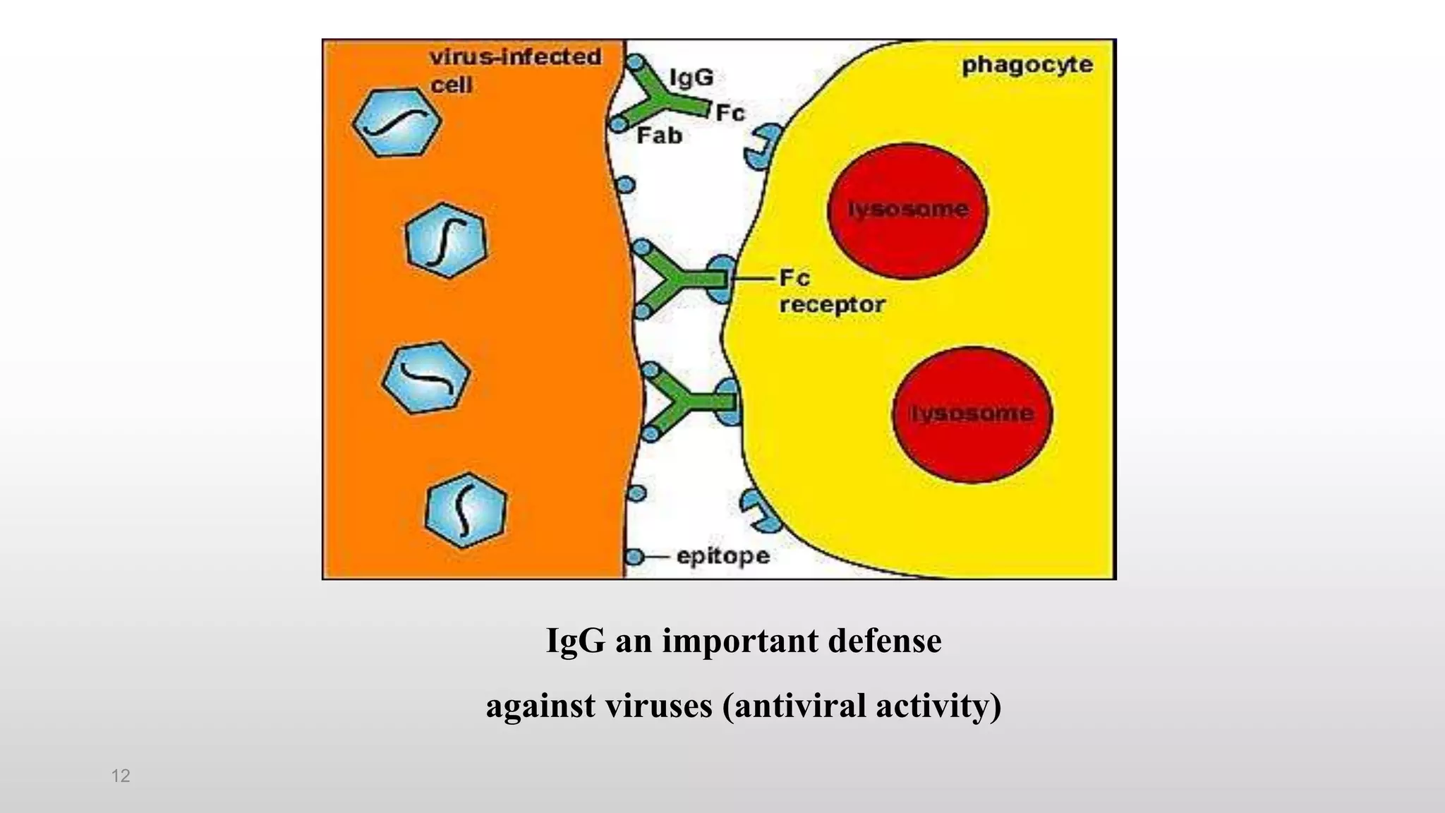 12
IgG an important defense
against viruses (antiviral activity)
 