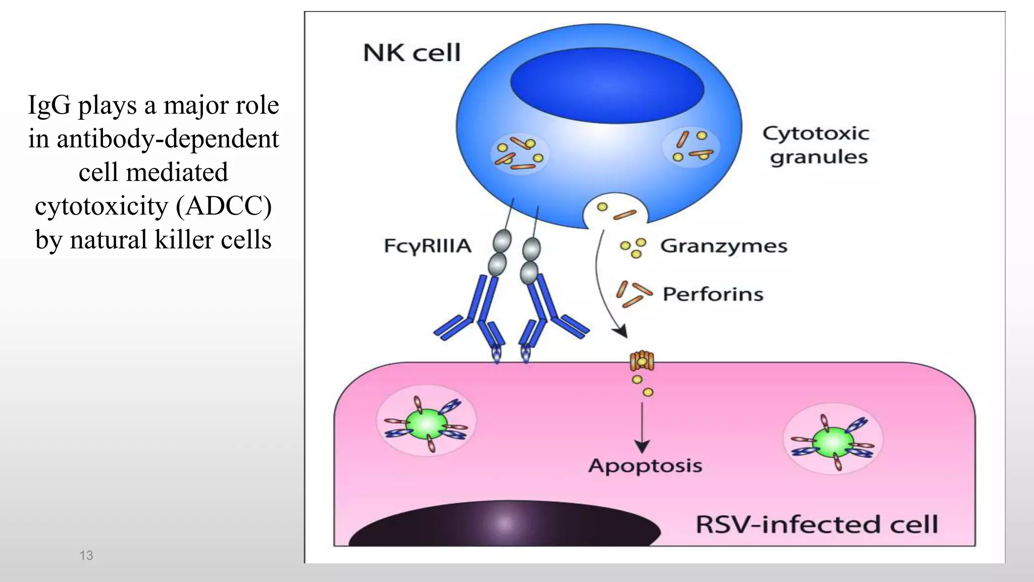13
IgG plays a major role
in antibody-dependent
cell mediated
cytotoxicity (ADCC)
by natural killer cells
 