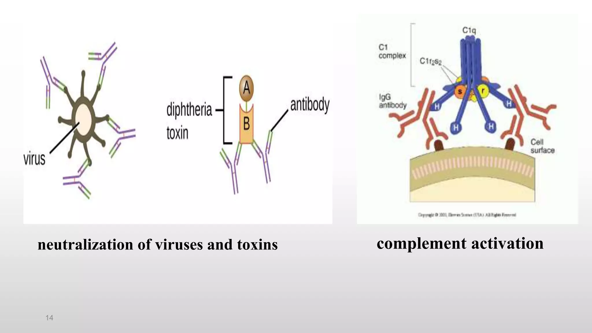 14
neutralization of viruses and toxins complement activation
 