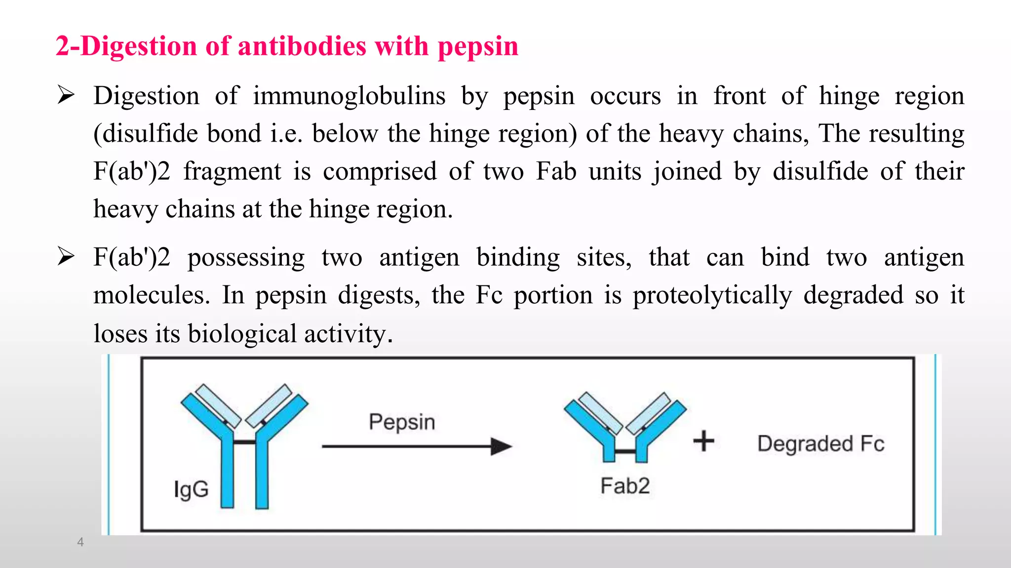4
2-Digestion of antibodies with pepsin
 Digestion of immunoglobulins by pepsin occurs in front of hinge region
(disulfide bond i.e. below the hinge region) of the heavy chains, The resulting
F(ab')2 fragment is comprised of two Fab units joined by disulfide of their
heavy chains at the hinge region.
 F(ab')2 possessing two antigen binding sites, that can bind two antigen
molecules. In pepsin digests, the Fc portion is proteolytically degraded so it
loses its biological activity.
 