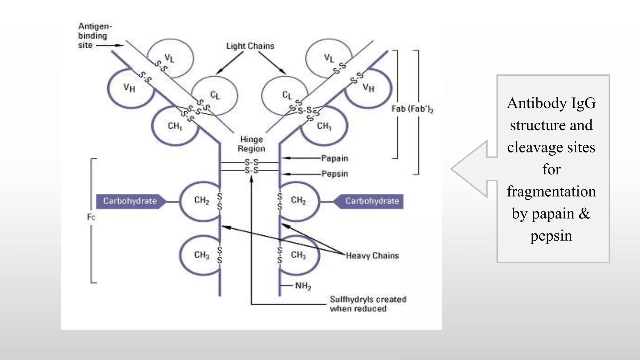 Antibody IgG
structure and
cleavage sites
for
fragmentation
by papain &
pepsin
 