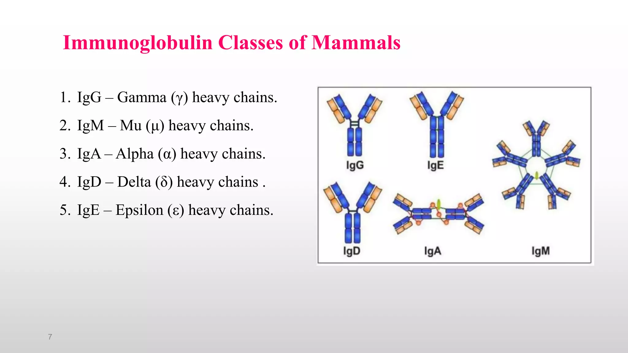 7
Immunoglobulin Classes of Mammals
1. IgG – Gamma (γ) heavy chains.
2. IgM – Mu (μ) heavy chains.
3. IgA – Alpha (α) heavy chains.
4. IgD – Delta (δ) heavy chains .
5. IgE – Epsilon (ε) heavy chains.
 