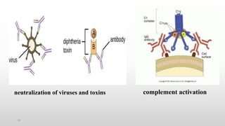 Structure Function Relationship of Antibodies | PPTX