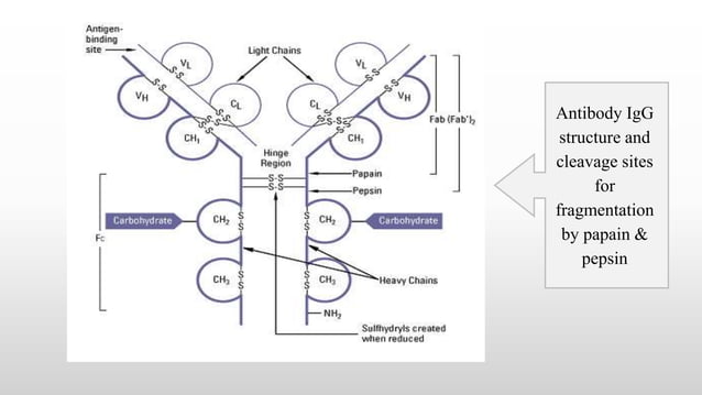 Structure Function Relationship of Antibodies | PPTX | Infectious ...