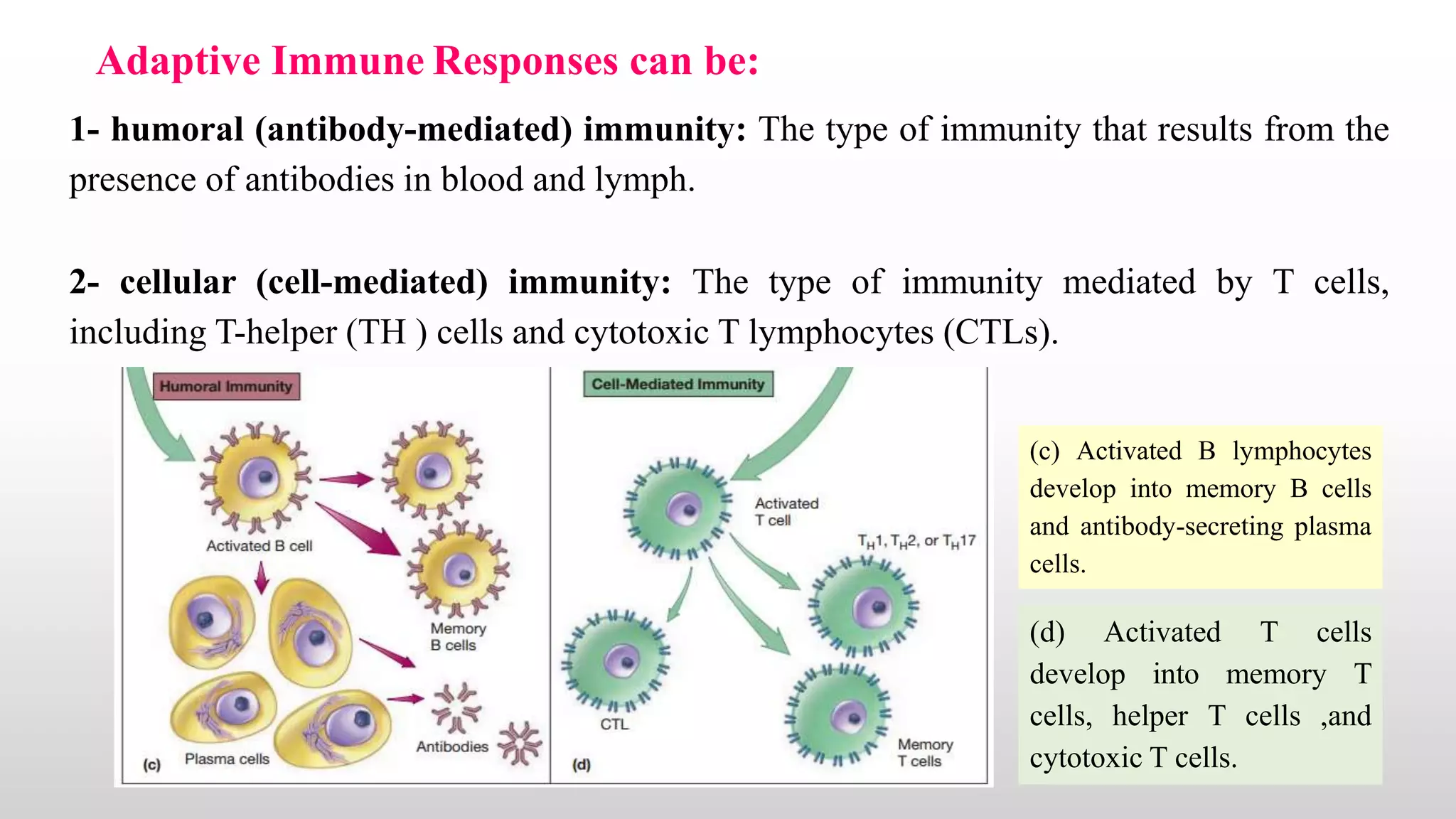 Primary and Secondary Immune Responses | PPTX