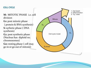 CELL CYCLE

M: MITOTIC PHASE i.e. cell
division
G1: post mitotic phase
 ( protein & RNA synthesis)
S: sythetic phase ( DNA
synthesis)
G2: post synthetic phase
(Nucleus has diploid no.
chromosomes)
G0: resting phase ( cell may
go in or go out of mitosis)
 