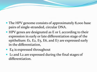  The HPV genome consists of approximately 8,000 base
  pairs of single-stranded, circular DNA.
 HPV genes are designated as E or L according to their
  expression in early or late differentiation stage of the
  epithelium: E1, E2, E5, E6, and E7 are expressed early
  in the differentiation,
 E4 is expressed throughout
 L1 and L2 are expressed during the final stages of
  differentiation.
 