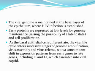  The viral genome is maintained at the basal layer of
  the epithelium, where HPV infection is established.
 Early proteins are expressed at low levels for genome
  maintenance (raising the possibility of a latent state)
  and cell proliferation.
 As the basal epithelial cells differentiate, the viral life
  cycle enters successive stages of genome amplification,
  virus assembly and virus release, with a concomitant
  shift in expression patterns from early genes to late
  genes, including L1 and L2, which assemble into viral
  capsid.
 