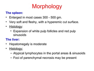 Morphology
The spleen:
• Enlarged in most cases 300 - 500 gm.
• Very soft and fleshy, with a hyperemic cut surface.
• Histology:
• Expansion of white pulp follicles and red pulp
sinusoids
The liver:
• Hepatomegaly is moderate
• Histology:
– Atypical lymphocytes in the portal areas & sinusoids
– Foci of parenchymal necrosis may be present
 