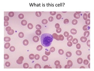 What is this cell?
 