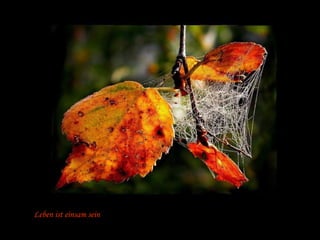 Leben ist einsam sein 
 