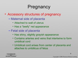 6
• Accessory structures of pregnancy
– Maternal side of placenta
• Attached to wall of uterus
• Has a “beefy” red appearance
– Fetal side of placenta
• Has shiny, slightly grayish appearance
• Contains arteries and veins that intertwine to form
umbilical cord
• Umbilical cord arises from center of placenta and
attaches to umbilicus of fetus
Pregnancy
 