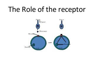 The Role of the receptor
Cell
Nerve
Messenger
Signal
Receptor
Nerve
Nucleus
Cell
Response
 