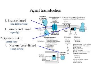 Signal transduction
3. Enzyme linked
(multiple actions)
1. Ion channel linked
(speedy)
2.G protein linked
(amplifier)
4. Nuclear (gene) linked
(long lasting)
 