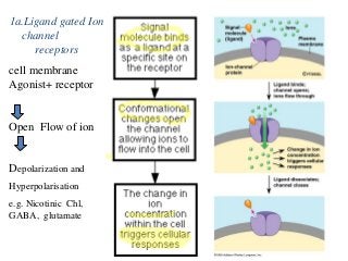 1a.Ligand gated Ion
channel
receptors
cell membrane
Agonist+ receptor
Open Flow of ion
Depolarization and
Hyperpolarisation
e.g. Nicotinic Chl,
GABA, glutamate
 