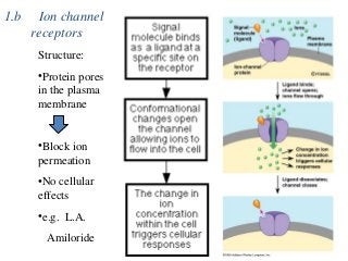 1.b Ion channel
receptors
Structure:
•Protein pores
in the plasma
membrane
•Block ion
permeation
•No cellular
effects
•e.g. L.A.
Amiloride
 