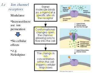 1.c Ion channel
receptors
Modulator
•Increase/decre
ase ion
permeation
•No cellular
effects
•.e.g.
Nefedipine
 