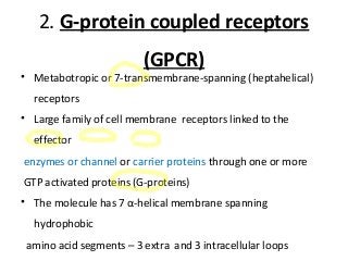 2. G-protein coupled receptors
(GPCR)
• Metabotropic or 7-transmembrane-spanning (heptahelical)
receptors
• Large family of cell membrane receptors linked to the
effector
enzymes or channel or carrier proteins through one or more
GTP activated proteins (G-proteins)
• The molecule has 7 α-helical membrane spanning
hydrophobic
amino acid segments – 3 extra and 3 intracellular loops
 