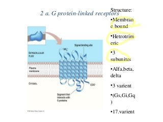 2 a. G protein-linked receptors
Structure:
•Membran
e bound
•Hetrotrim
eric
•3
subunites
•Alfa,beta,
delta
•3 varient
•(Gs,Gi,Gq
)
•17.varient
 