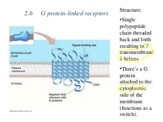 2.b G protein-linked receptors
Structure:
•Single
polypeptide
chain threaded
back and forth
resulting in 7
transmembrane
å helices
•There’s a G
protein
attached to the
cytoplasmic
side of the
membrane
(functions as a
switch).
 