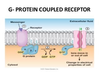 G- PROTEIN COUPLED RECEPTOR
 