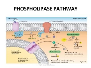 PHOSPHOLIPASE PATHWAY
 
