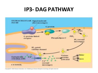 IP3- DAG PATHWAY
 