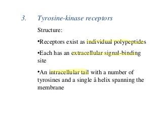 3. Tyrosine-kinase receptors
Structure:
•Receptors exist as individual polypeptides
•Each has an extracellular signal-binding
site
•An intracellular tail with a number of
tyrosines and a single å helix spanning the
membrane
 