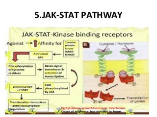5.JAK-STAT PATHWAY
 
