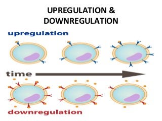UPREGULATION &
DOWNREGULATION
 