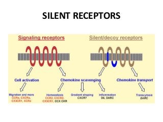 SILENT RECEPTORS
 