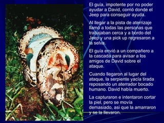 El guía, impotente por no poder ayudar a David, corrió donde el Jeep para conseguir ayuda. Al llegar a la pista de aterrizaje llamó a todas las personas que trabajaban cerca y a bordo del Jeep y una pick up regresaron a la selva. El guía envió a un compañero a la cascada para avisar a los amigos de David sobre el ataque. Cuando llegaron al lugar del ataque, la serpiente yacía tirada reposando un aterrador bocado humano. David había muerto. La capturaron e intentaron cortar la piel, pero se movía demasiado, asi que la amarraron y se la llevaron.  
