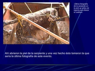 Ahí abrieron la piel de la serpiente y una vez hecho ésto tomaron la que sería la última fotografía de este evento.  -Última fotografía de la serpiente en la pick up antes de bajarla para liberar el cadáver- 