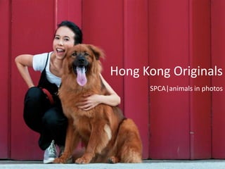 Hong Kong Originals
      SPCA|animals in photos
 