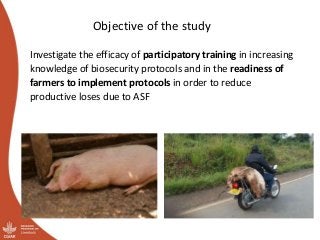 Participatory Impact Assessment following training of smallholder pig farmers on biosecurity for the control of African swine fever in Uganda