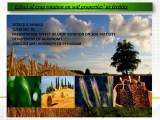 Effect of crop rotation on soil properties' or fertility
Name: Siddique Ahmad
Class no. : 38
Presentation : effect of crop rotation on soil
properties/Fertility
SIDDIQUE AHMAD
CLASS NO: 38
PRESENTATION: EFFECT OF CROP ROTATION ON SOIL FERTILITY
DEPARTMENT OF AGRONOMY
AGRICULTURE UNIVERSITY OF PESHAWAR
 