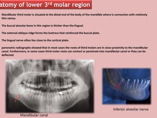 Mandibular third molar is situated at the distal end of the body of the mandible where is connection with relatively
thin ramus.
The buccal alveolar bone in this region is thicker than the lingual.
The external oblique ridge forms the buttress that reinforced the buccal plate.
The lingual nerve often lies close to the cortical plate.
panoramic radiographs showed that in most cases the roots of third molars are in close proximity to the mandibular
canal. Furthermore, in some cases third molar roots can contact or penetrate into mandibular canal or they can be
deflected.
atomy of lower 3rd molar region
Inferior alveolar nerve
Mandibular canal
 